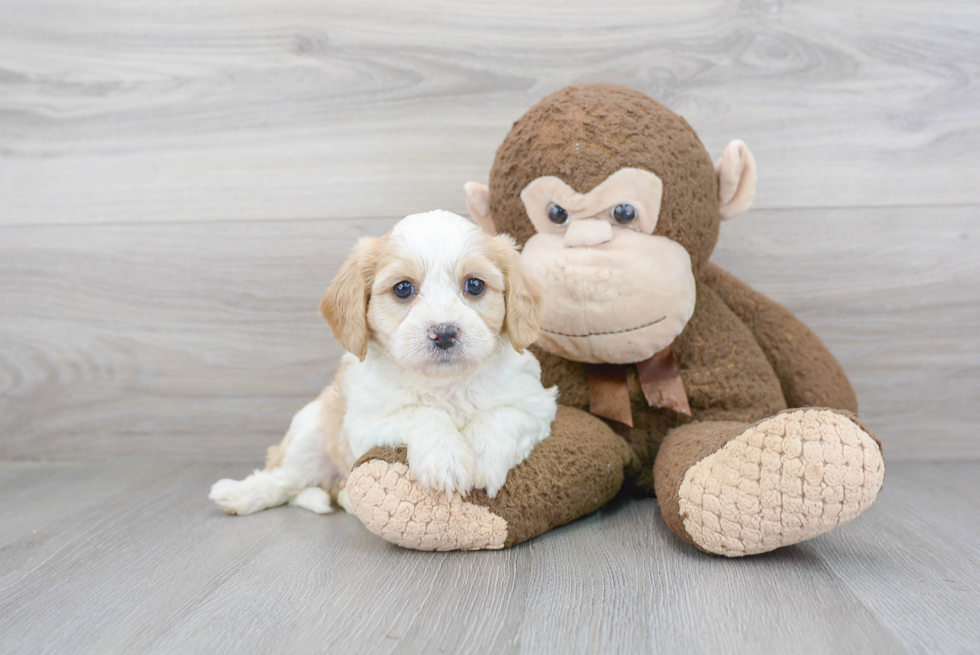 Cavachon Puppy for Adoption