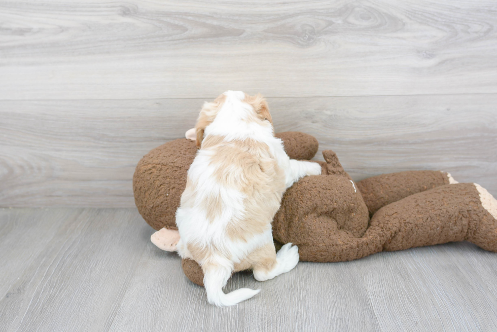 Sweet Cavachon Baby