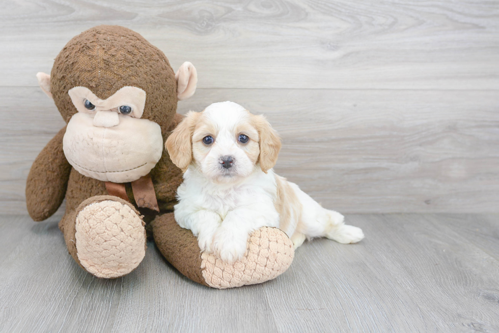 Cavachon Puppy for Adoption