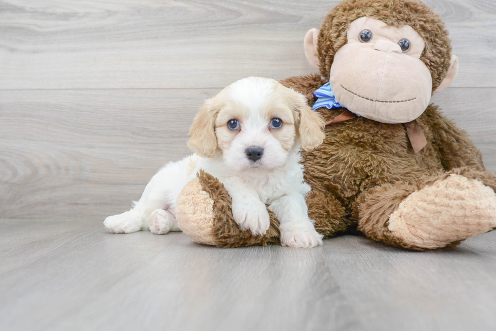 Cavachon Puppy for Adoption