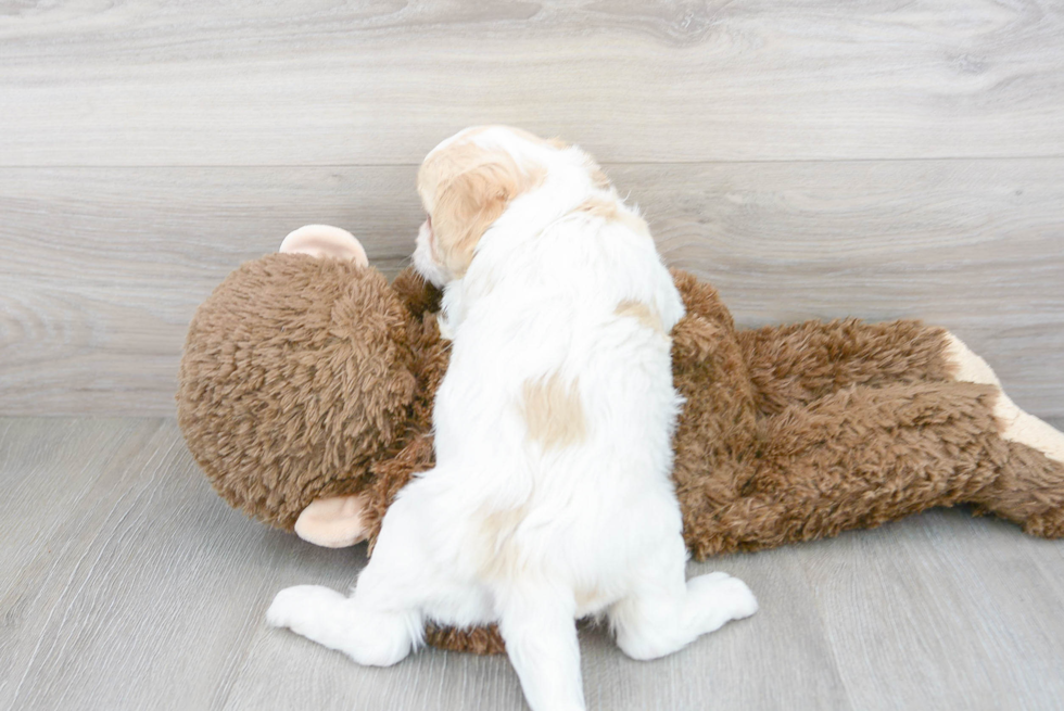 Fluffy Cavachon Designer Pup