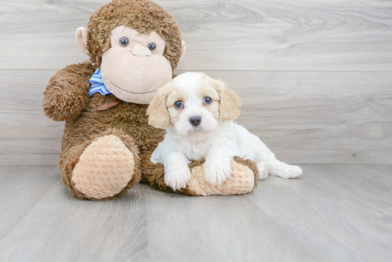 Cute Cavachon Baby