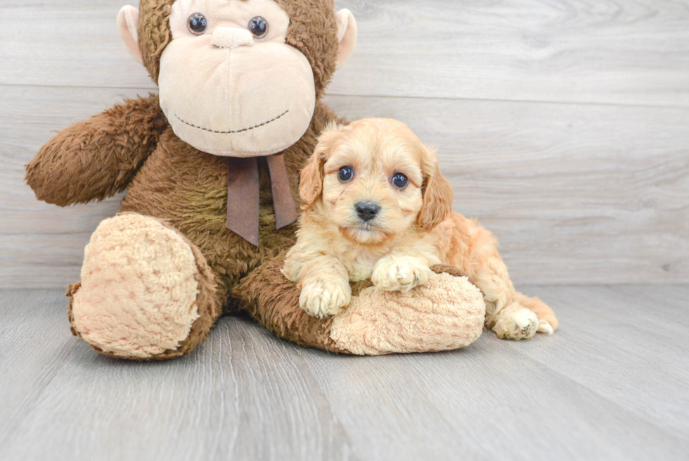 Cavachon Pup Being Cute