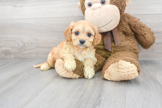 Smart Cavachon Designer Pup