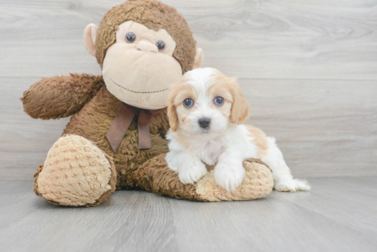 Cavachon Puppy for Adoption