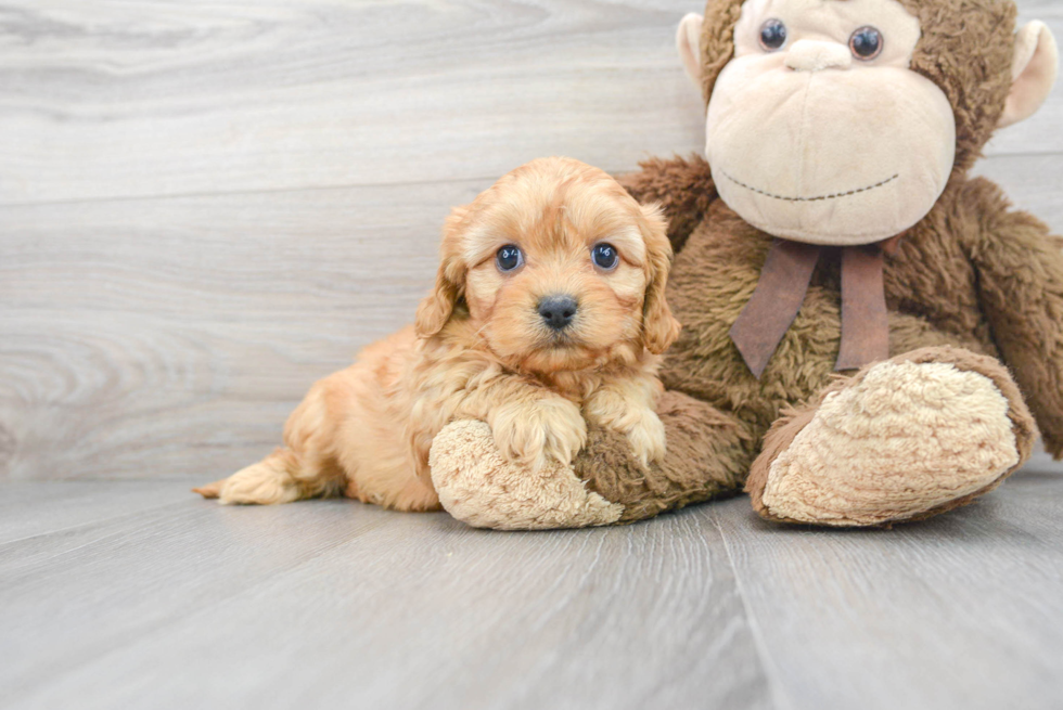 Sweet Cavachon Baby