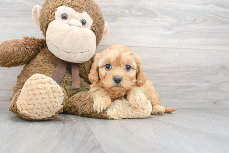 Funny Cavachon Designer Pup