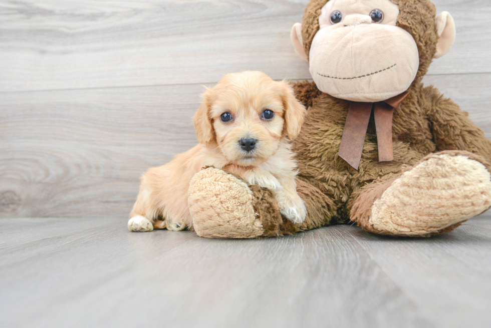 Cavachon Puppy for Adoption