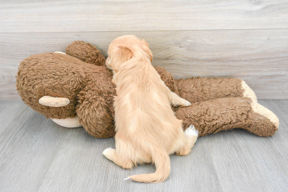 Cavachon Pup Being Cute