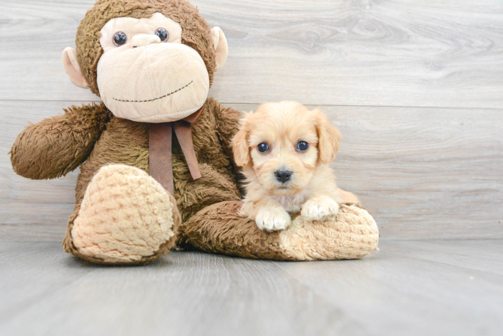 Cavachon Pup Being Cute