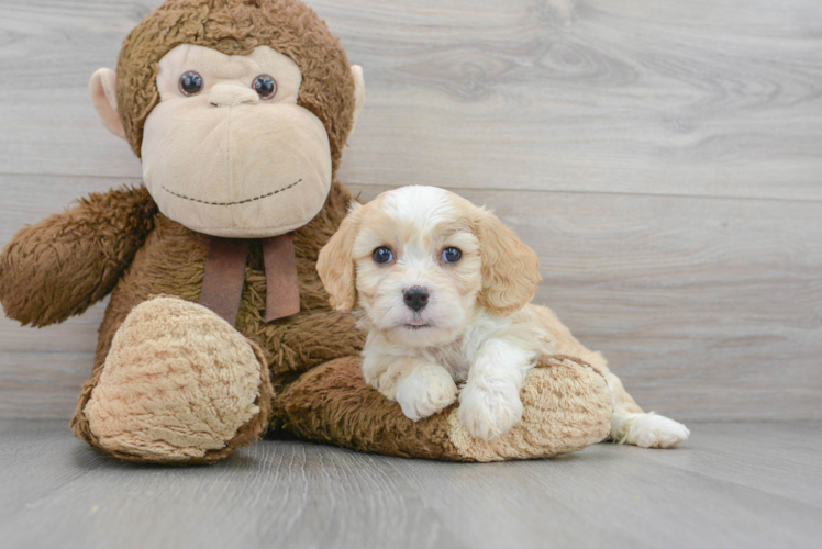 Cavachon Puppy for Adoption