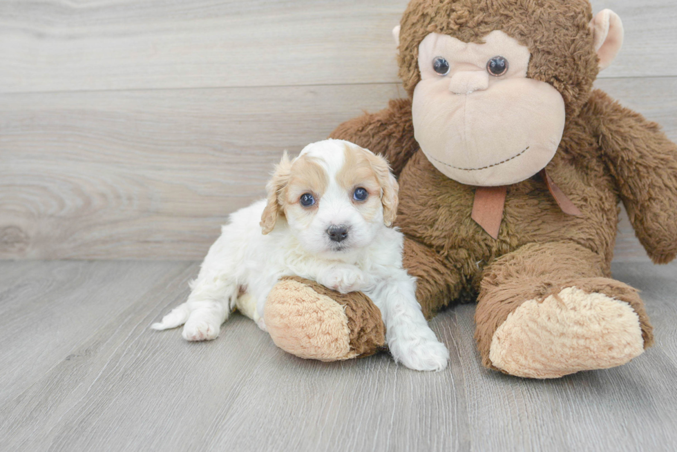 Cavachon Pup Being Cute