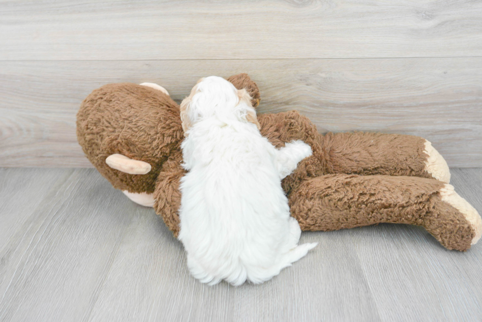 Petite Cavachon Designer Pup