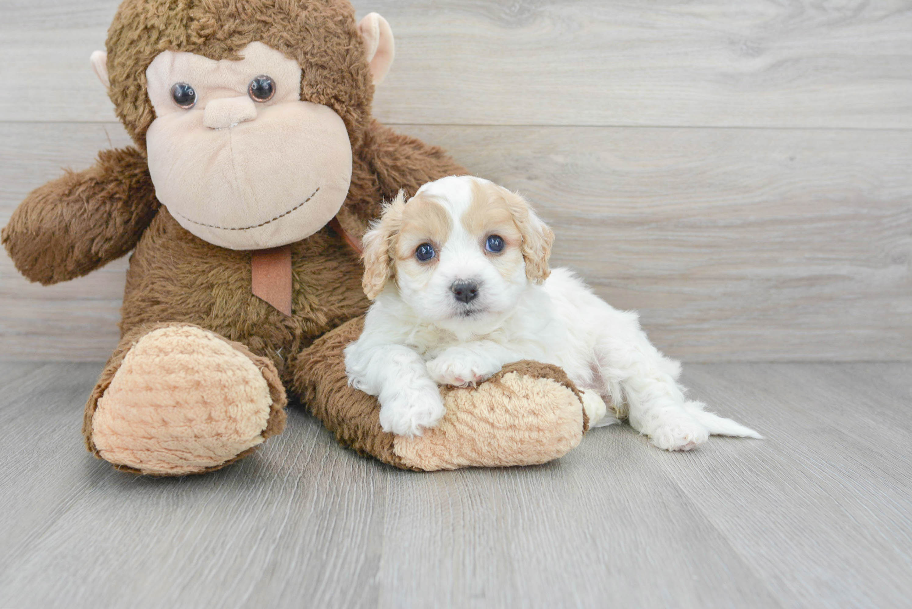 Smart Cavachon Designer Pup