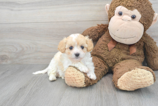 Best Cavachon Baby