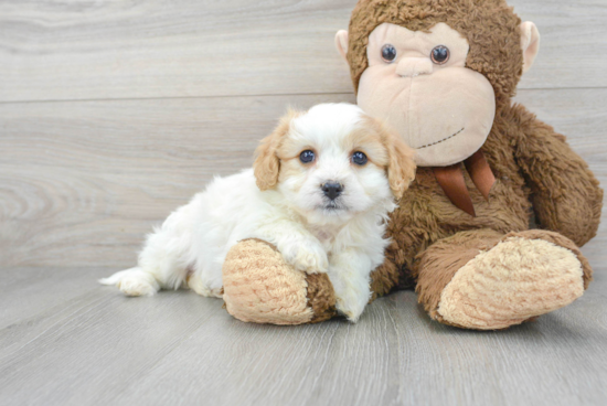 Cavachon Pup Being Cute