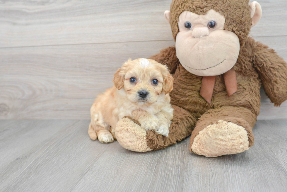 Little Cavalier Designer Puppy