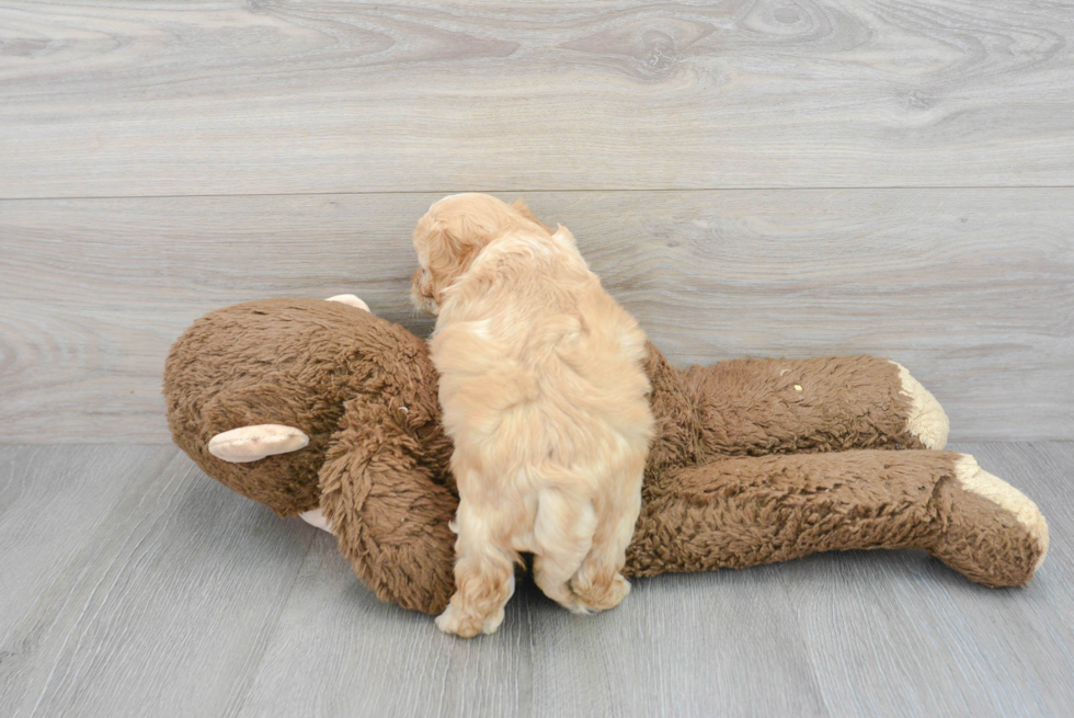 Playful Cavalier Designer Puppy