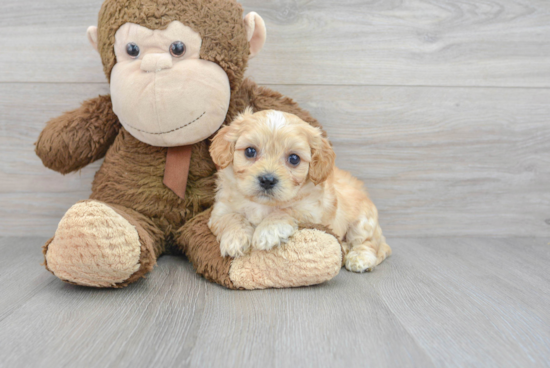 Petite Cavachon Designer Pup