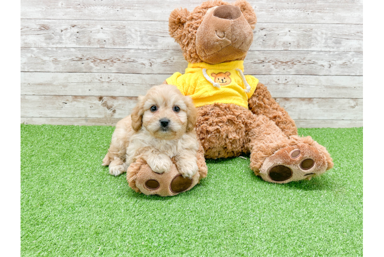 Cavachon Pup Being Cute