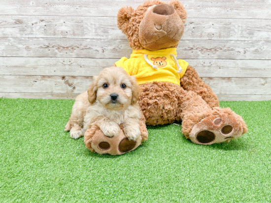 Cavachon Pup Being Cute