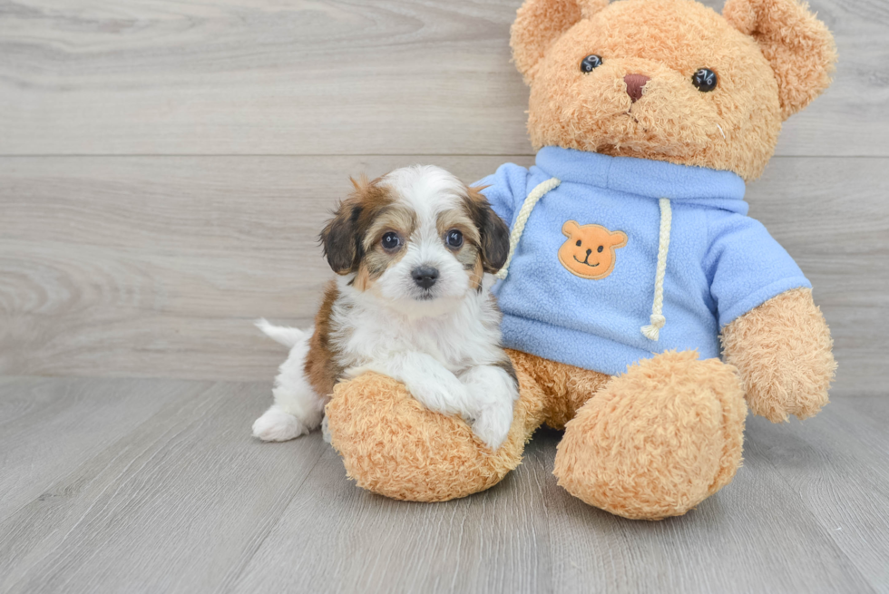 Cute Cavachon Baby