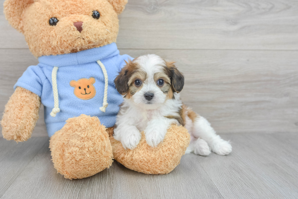 Cavachon Pup Being Cute