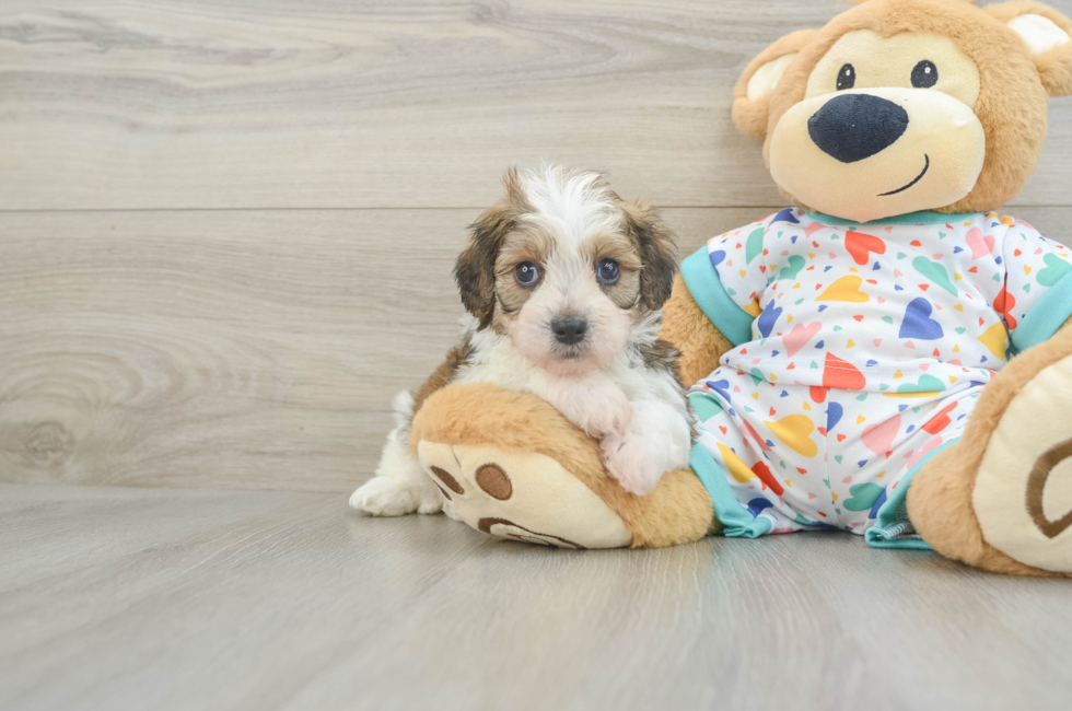 6 week old Cavachon Puppy For Sale - Premier Pups