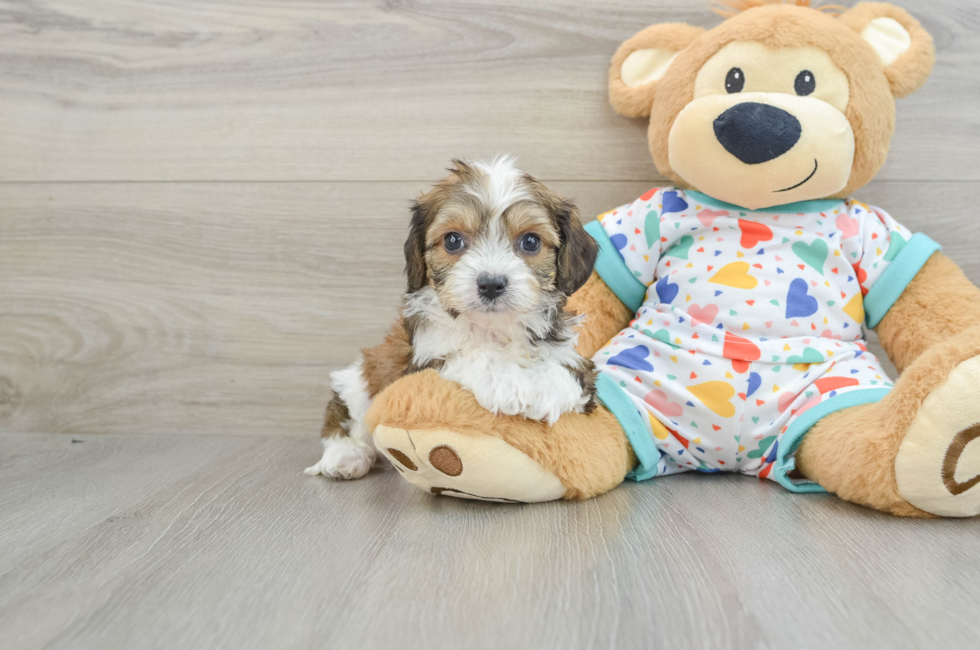 7 week old Cavachon Puppy For Sale - Premier Pups