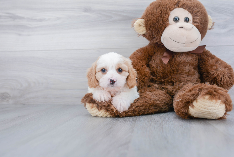 Best Cavachon Baby