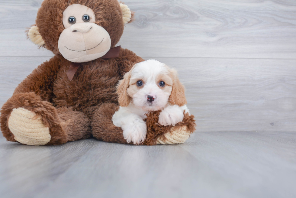 Playful Cavalier Designer Puppy