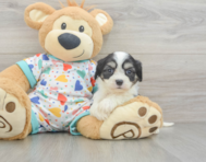 5 week old Cavachon Puppy For Sale - Premier Pups