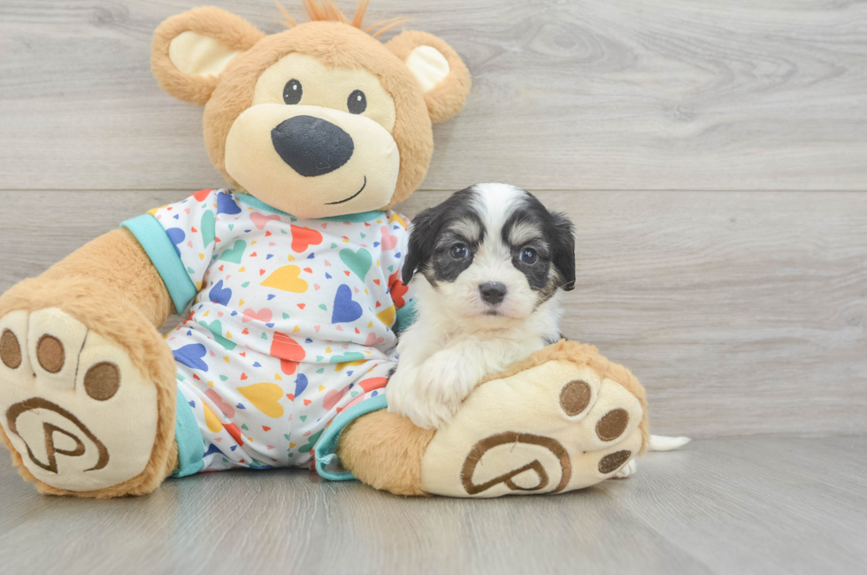 5 week old Cavachon Puppy For Sale - Premier Pups