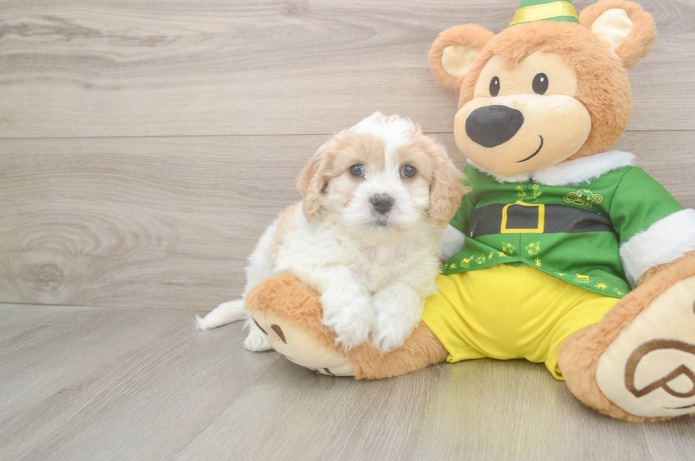 5 week old Cavachon Puppy For Sale - Premier Pups