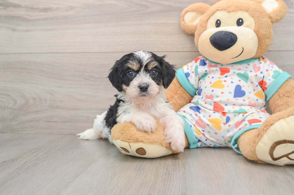 Little Cavalier Bichon Designer Puppy