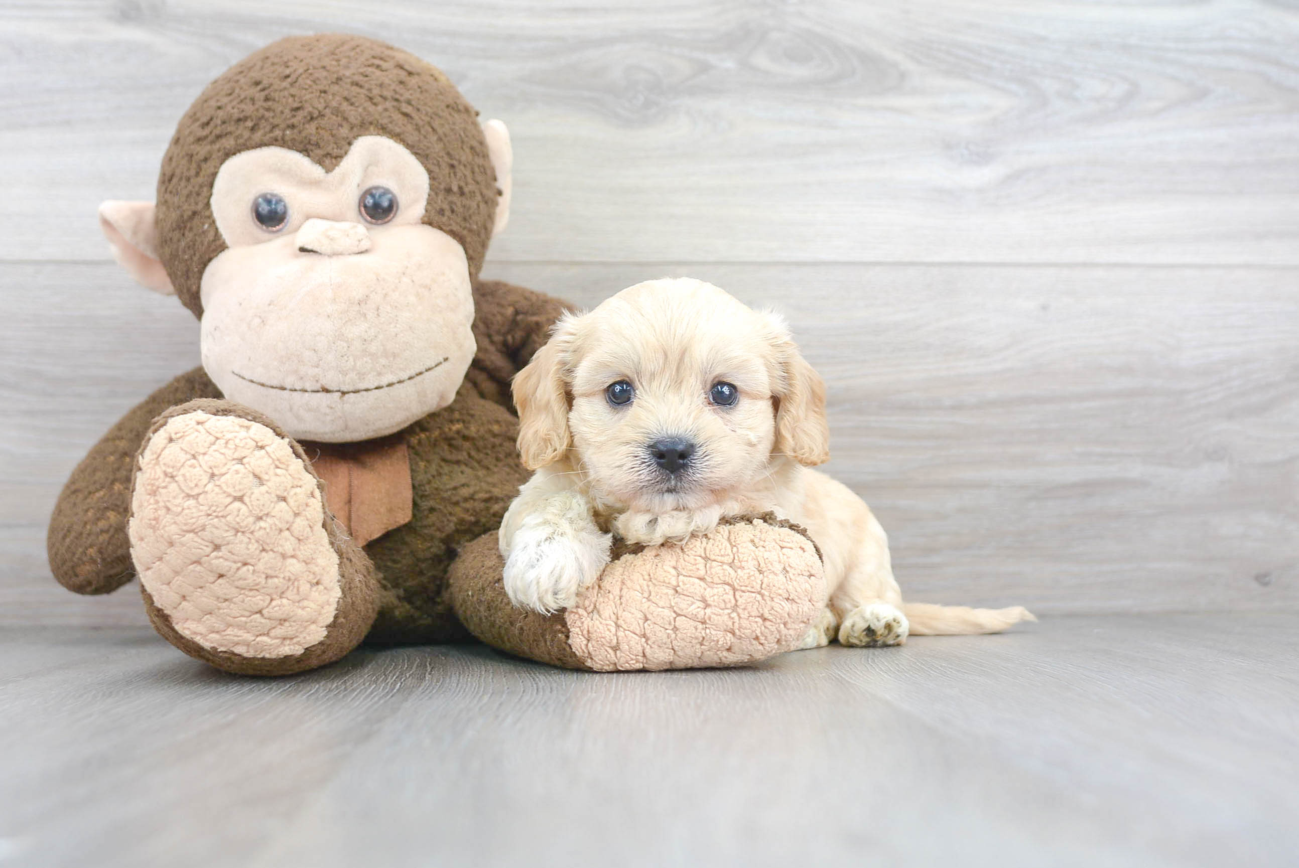 Cavachon Pup Being Cute