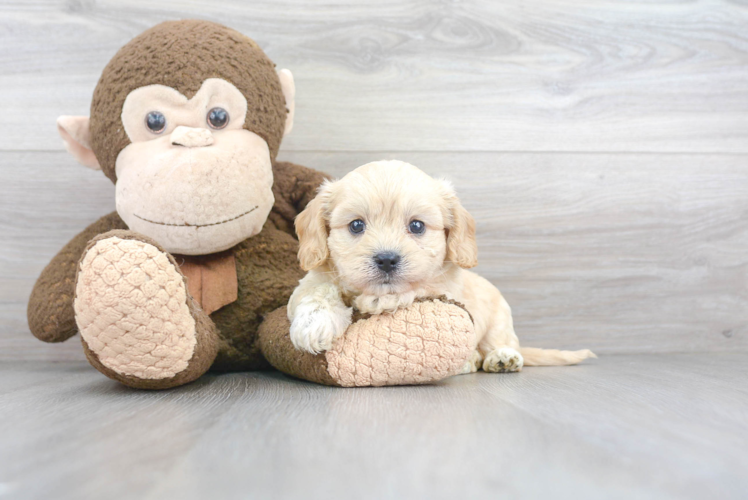 Cavachon Pup Being Cute