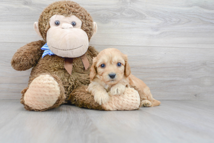 Cavachon Puppy for Adoption