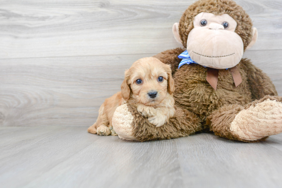 Happy Cavachon Baby