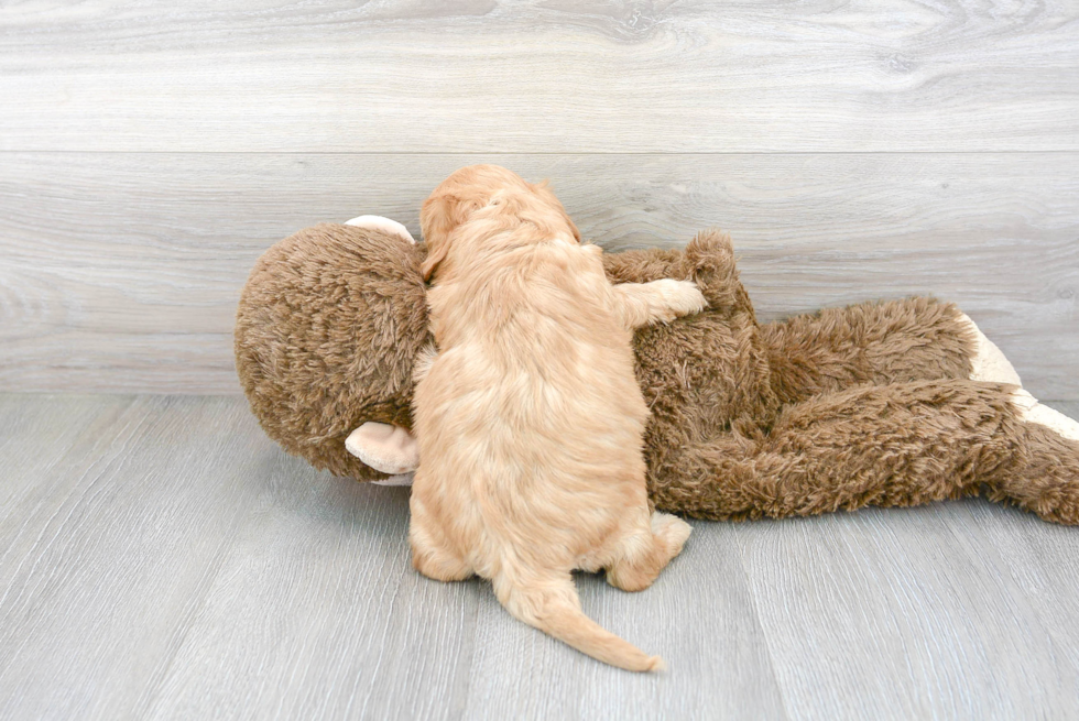 Cavachon Pup Being Cute