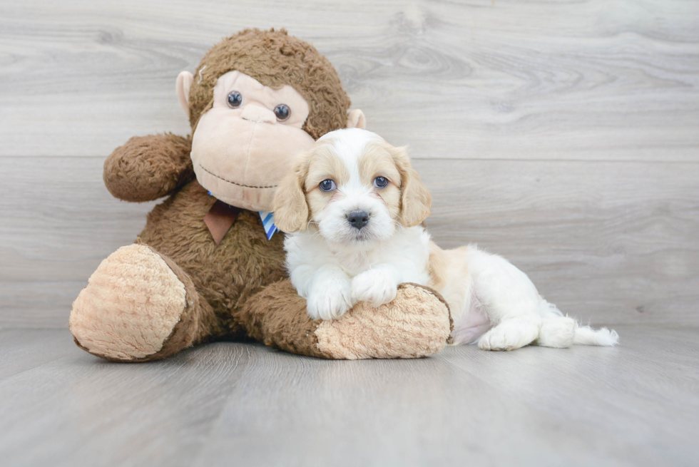 Cavachon Pup Being Cute