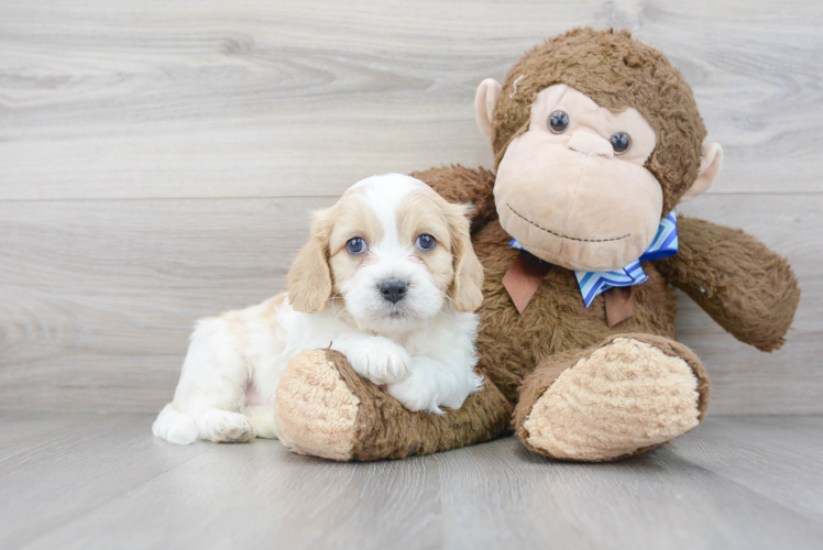 Fluffy Cavachon Designer Pup