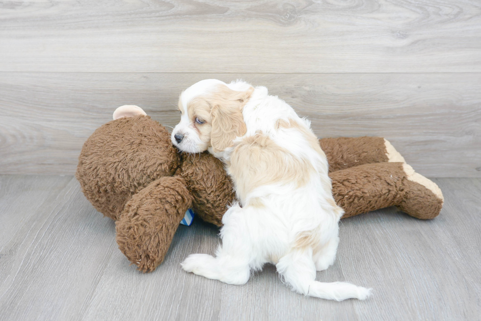 Playful Cavalier Designer Puppy