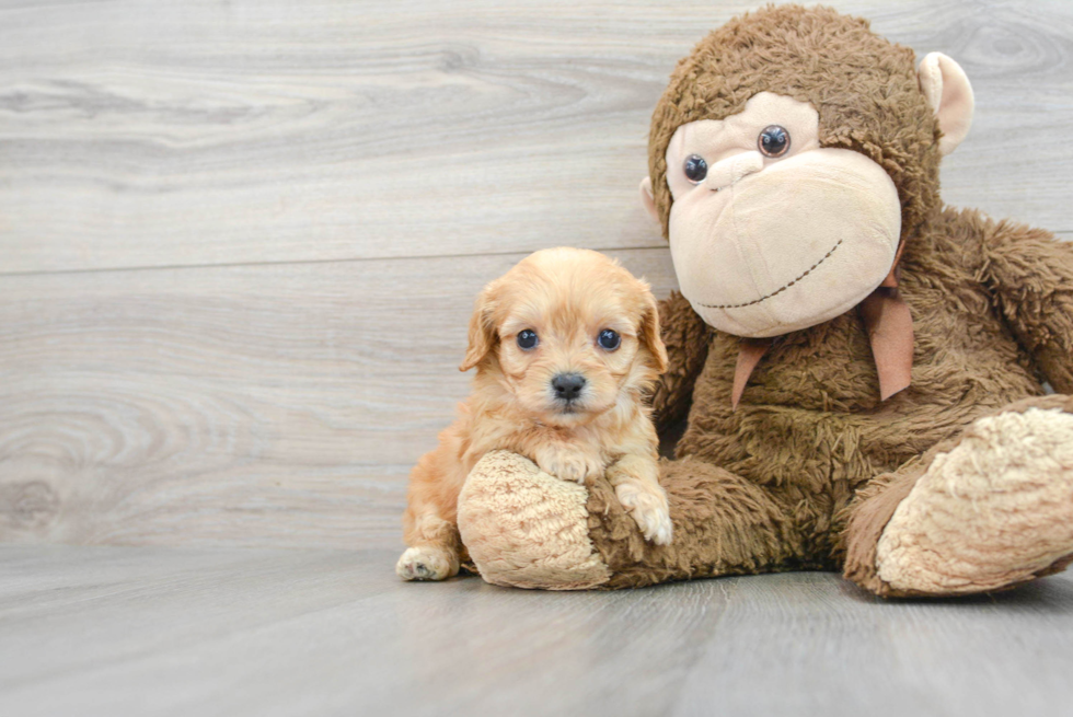 Best Cavachon Baby