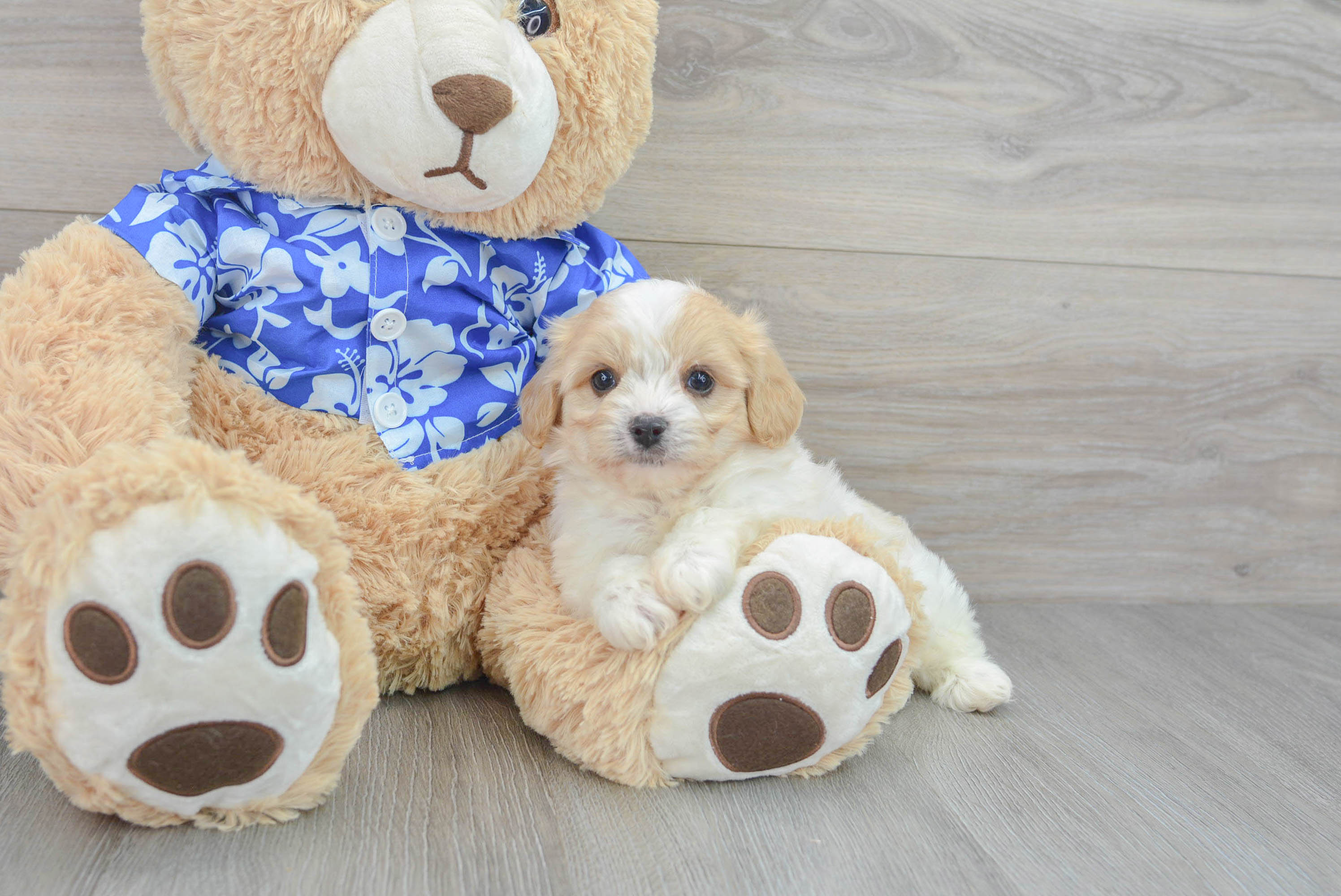 Petite Cavachon Designer Pup