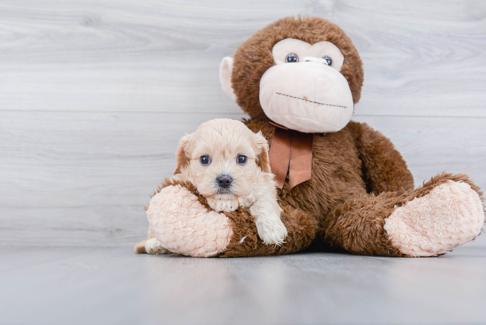 Cavachon Puppy for Adoption