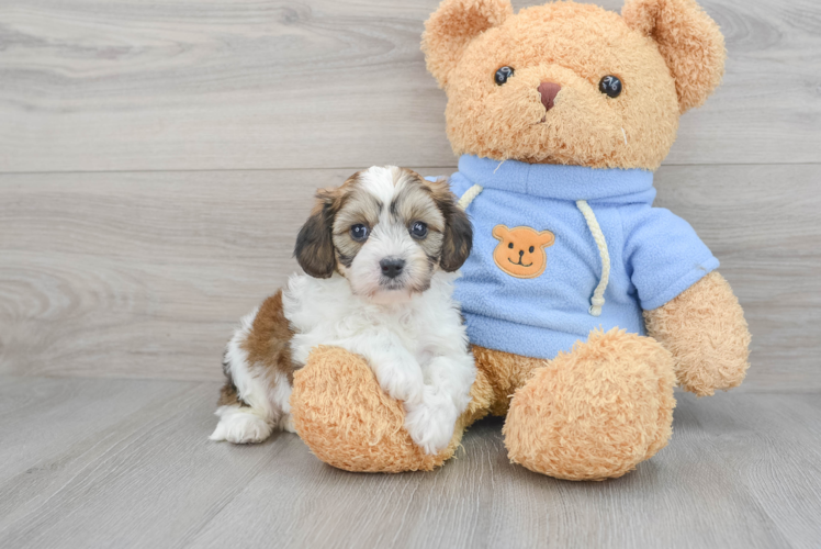 Cavachon Pup Being Cute