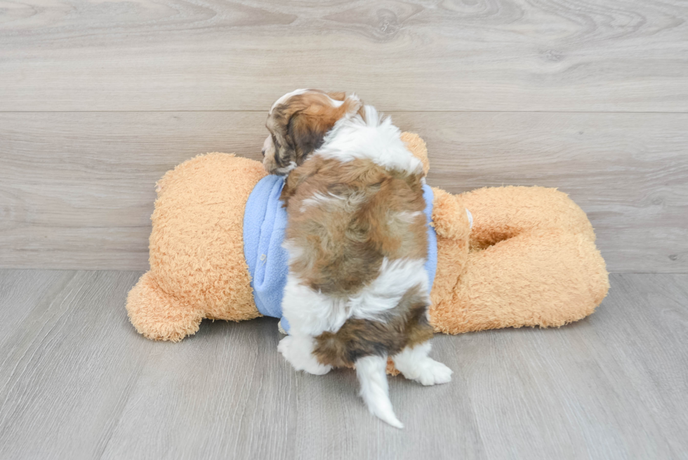 Cavachon Pup Being Cute