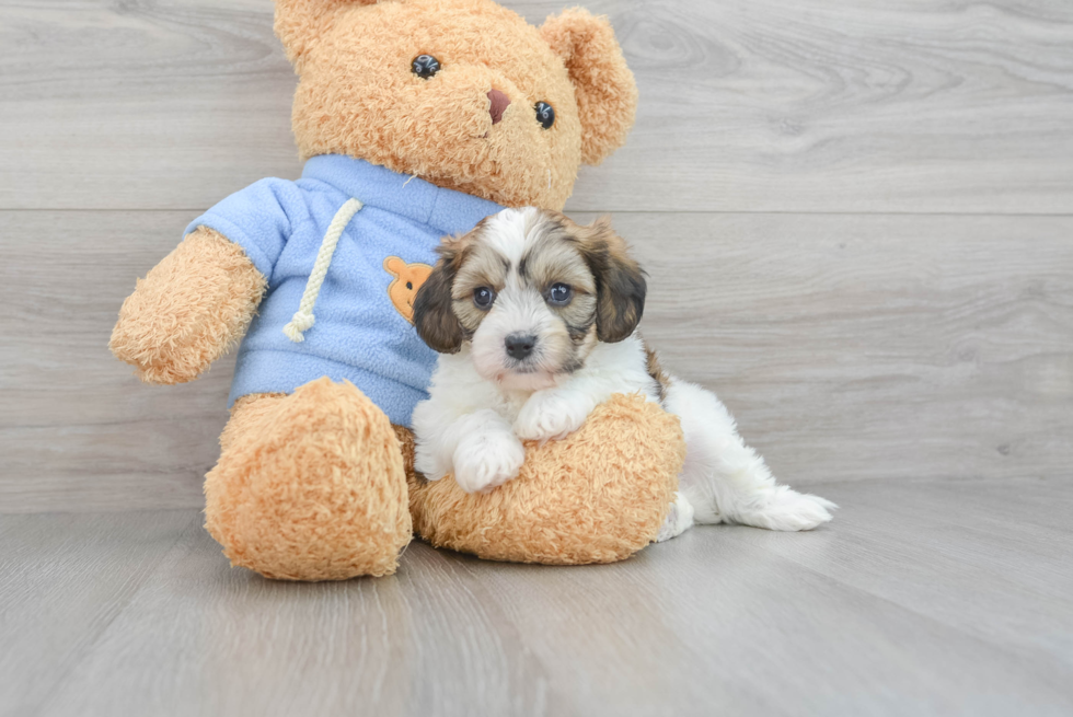 Cavachon Pup Being Cute