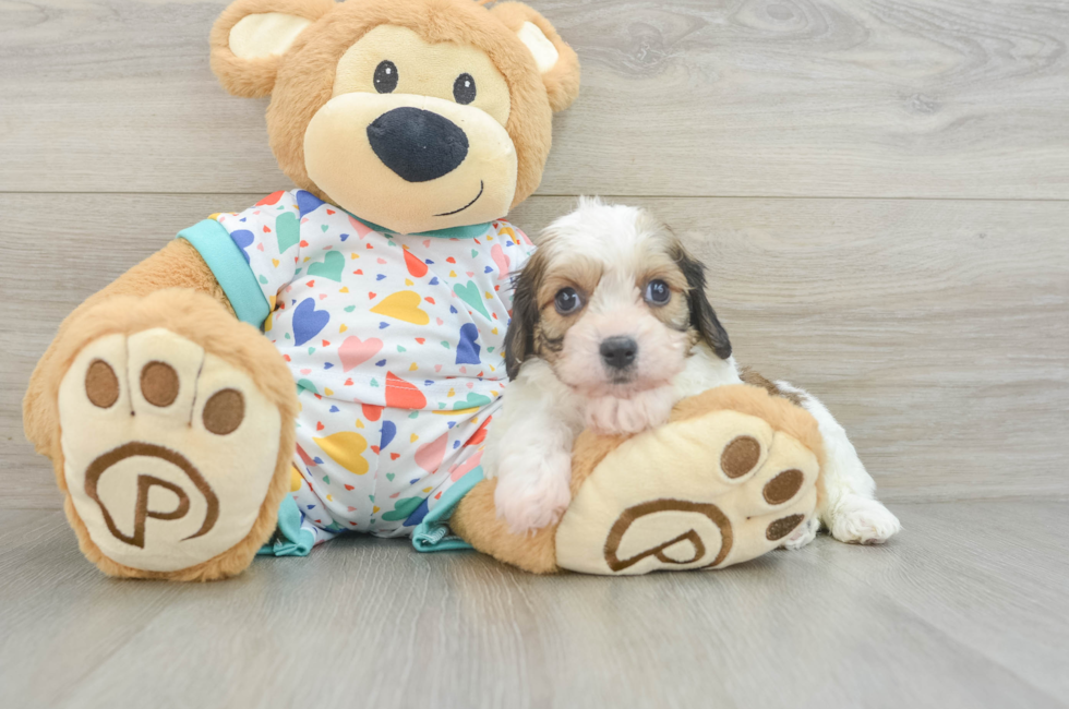 6 week old Cavachon Puppy For Sale - Premier Pups